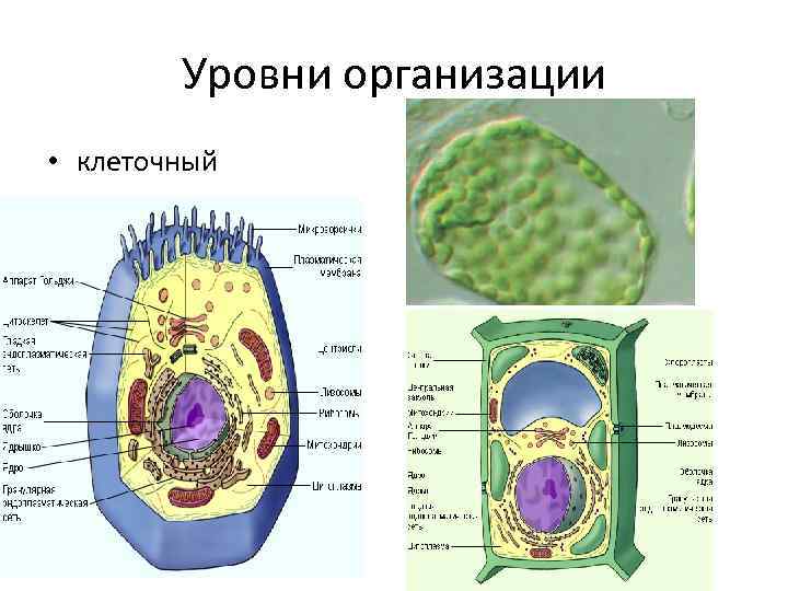 Уровни организации • клеточный 