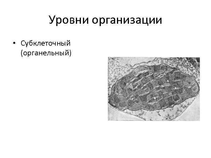Уровни организации • Субклеточный (органельный) 