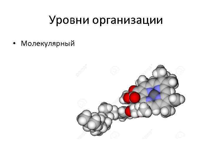 Молекулярная организация живого