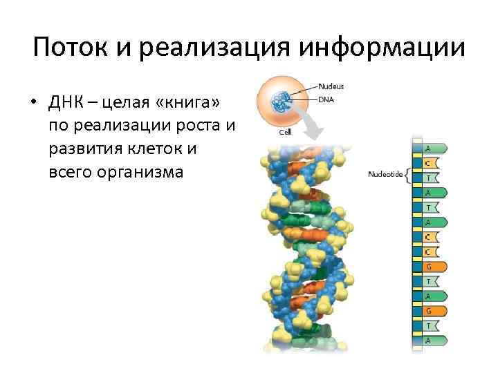 Поток и реализация информации • ДНК – целая «книга» по реализации роста и развития