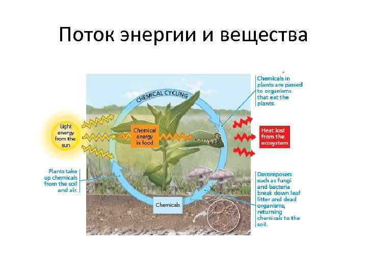 Поток энергии и вещества 