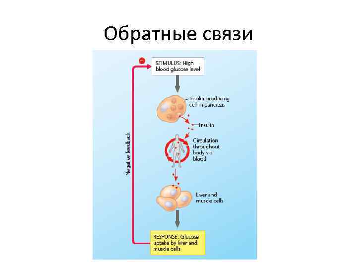 Обратные связи 