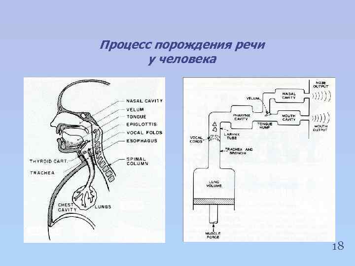 Процесс порождения речи у человека 18 