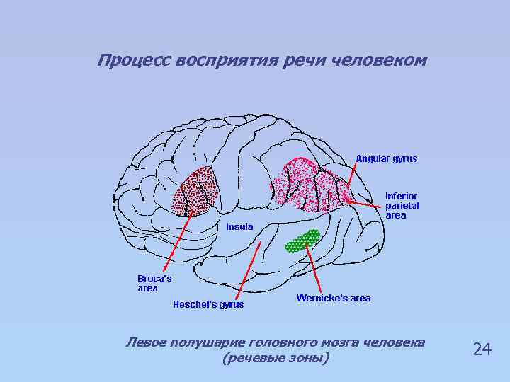 Процесс восприятия речи человеком Левое полушарие головного мозга человека (речевые зоны) 24 