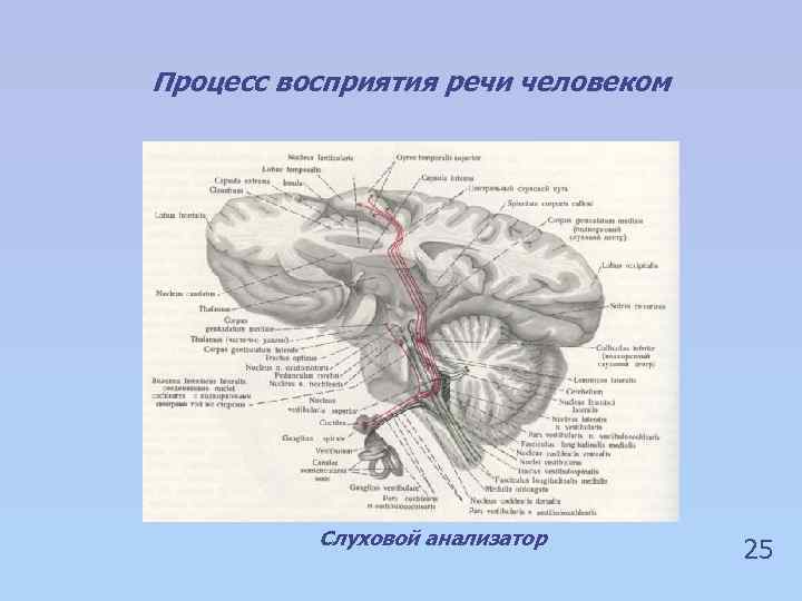 Процесс восприятия речи человеком Слуховой анализатор 25 