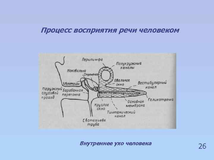 Процесс восприятия речи человеком Внутреннее ухо человека 26 
