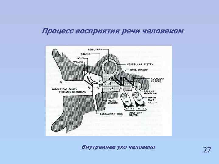 Процесс восприятия речи человеком Внутреннее ухо человека 27 