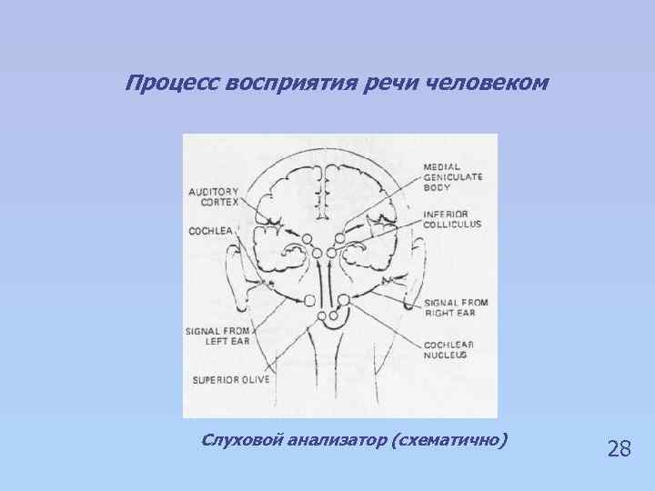 Процесс восприятия речи человеком Слуховой анализатор (схематично) 28 