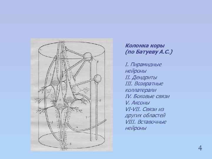 Колонка коры (по Батуеву А. С. ) I. Пирамидные нейроны II. Дендриты III. Возвратные