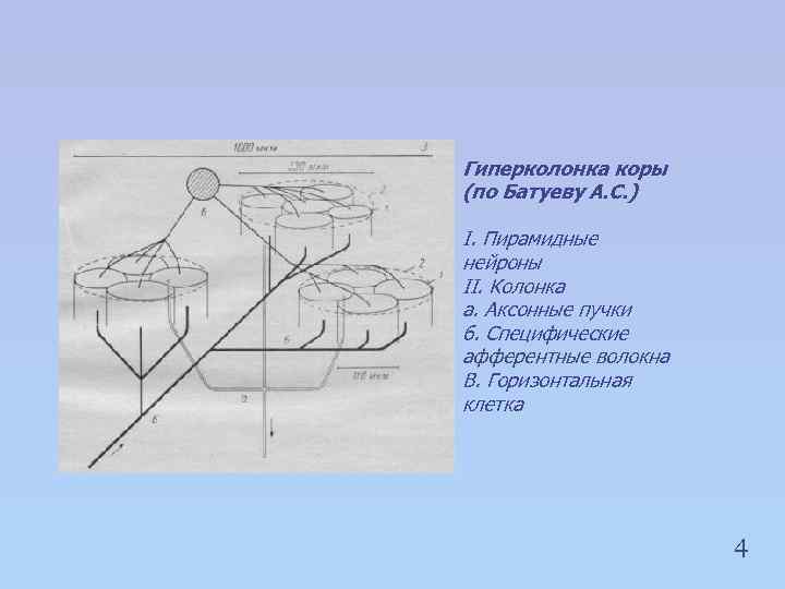 Гиперколонка коры (по Батуеву А. С. ) I. Пирамидные нейроны II. Колонка а. Аксонные