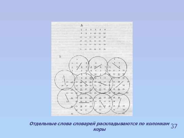Отдельные словарей раскладываются по колонкам коры 37 