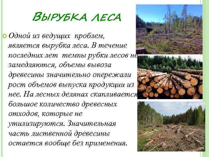 Запасы древесины