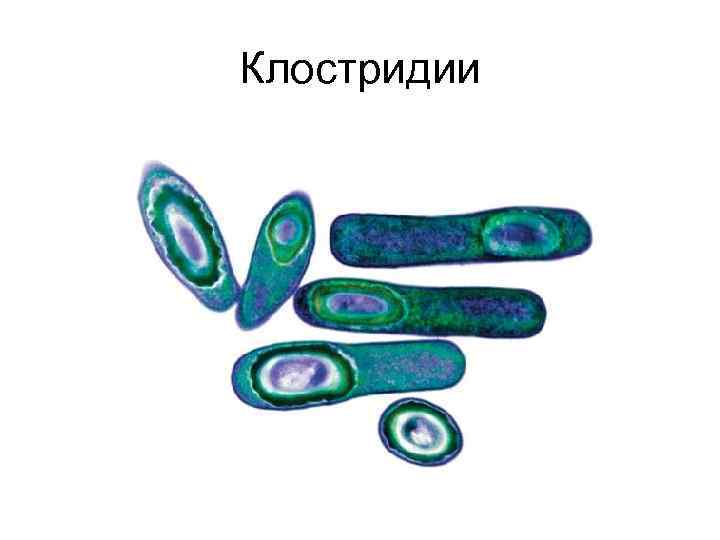 Клостридии 