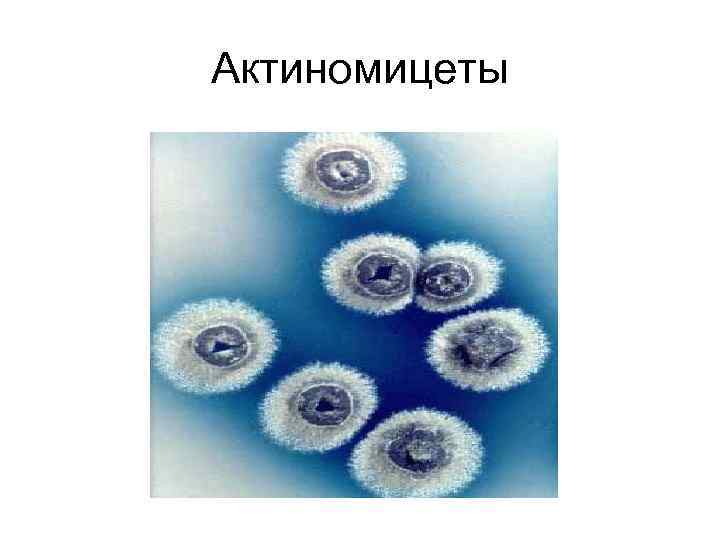 Актиномицеты 