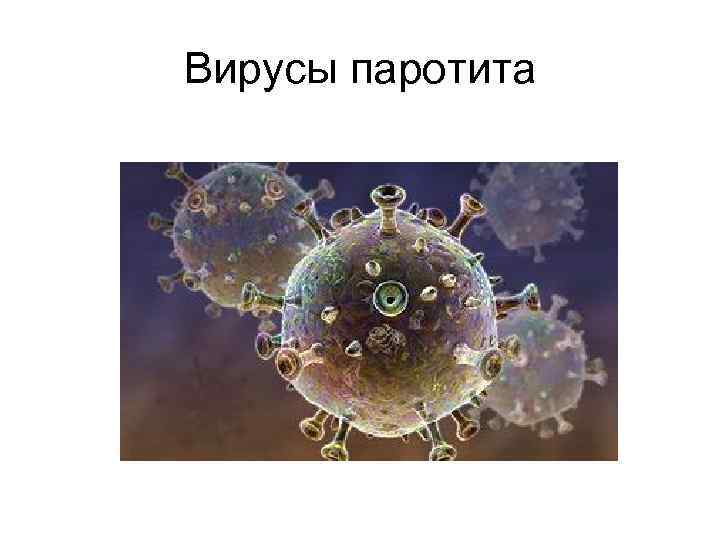 Вирусы паротита 