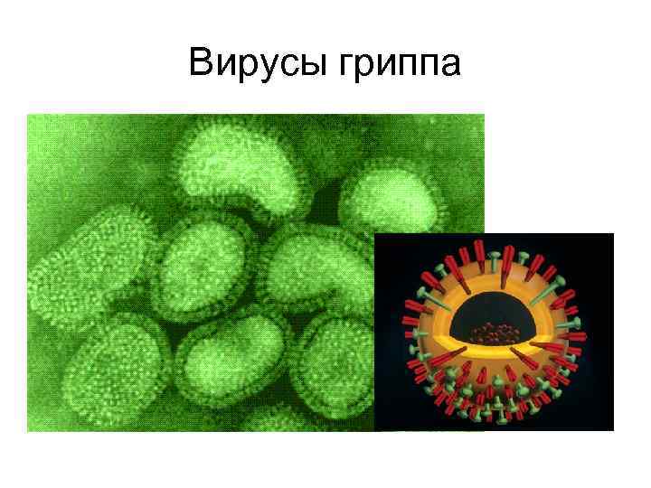 Вирусы гриппа 