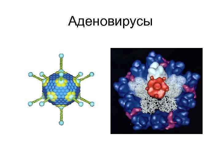 Аденовирусы 