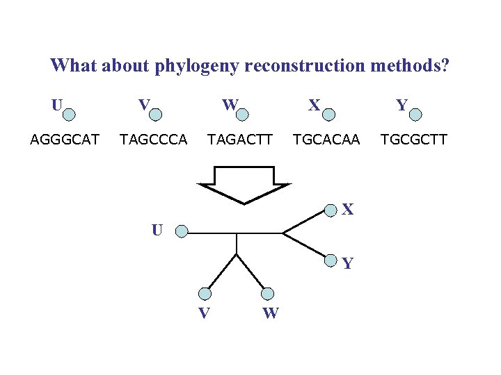 What about phylogeny reconstruction methods? U AGGGCAT V W TAGCCCA X TAGACTT Y TGCACAA