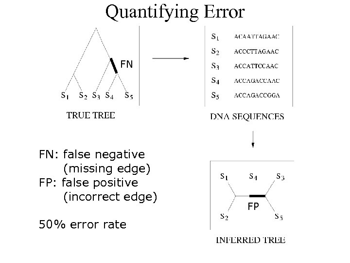 Quantifying Error FN FN: false negative (missing edge) FP: false positive (incorrect edge) 50%