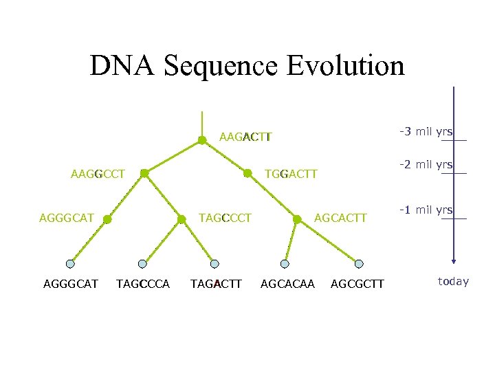 DNA Sequence Evolution -3 mil yrs AAGACTT AAGGCCT AGGGCAT TAGCCCA -2 mil yrs TGGACTT