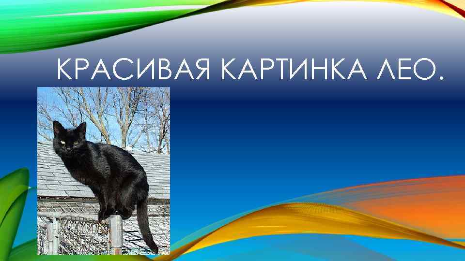 КРАСИВАЯ КАРТИНКА ЛЕО. 