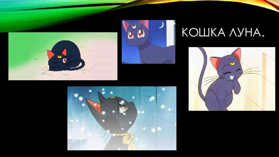 КОШКА ЛУНА. 