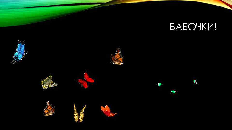БАБОЧКИ! 