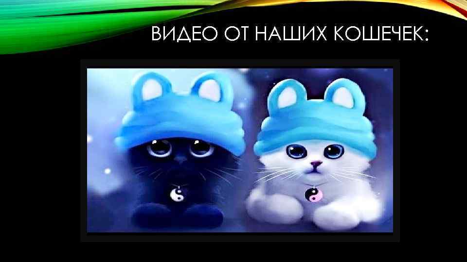 ВИДЕО ОТ НАШИХ КОШЕЧЕК: 