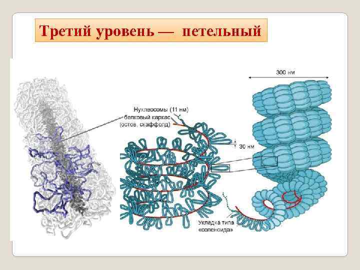 Схема переноса генетической информации в клетке роль матрицы