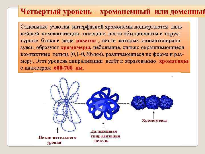 План строения простейших соответствует общим чертам организации ядерной