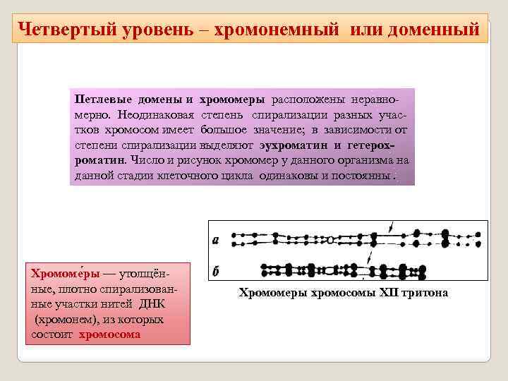 Четвертый уровень – хромонемный или доменный Петлевые домены и хромомеры расположены неравно мерно. Неодинаковая