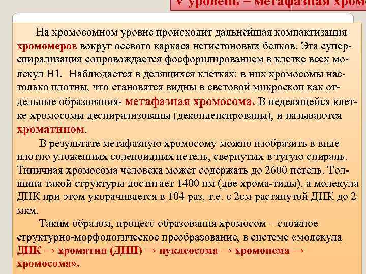 V уровень – метафазная хромо На хромосомном уровне происходит дальнейшая компактизация хромомеров вокруг осевого