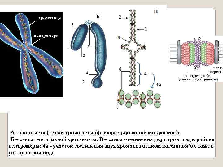 Метафазная хромосома