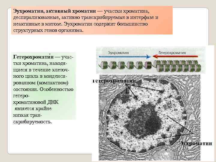 Эухроматин и гетерохроматин это. Хроматин гистология. Активный хроматин. Хроматин классификация хроматина. Эухроматин и гетерохроматин.
