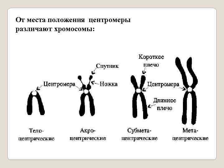 Особые хромосома. Строение хромосомы Спутник. Типы хромосом по расположению центромеры. Типы спутников хромосом. Хромосомы по расположению центромеры.