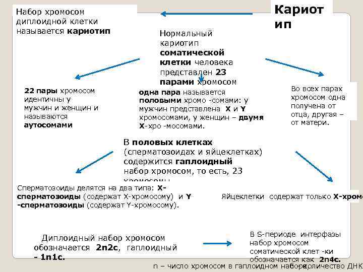Набор хромосом диплоидной клетки называется кариотип 22 пары хромосом идентичны у мужчин и женщин