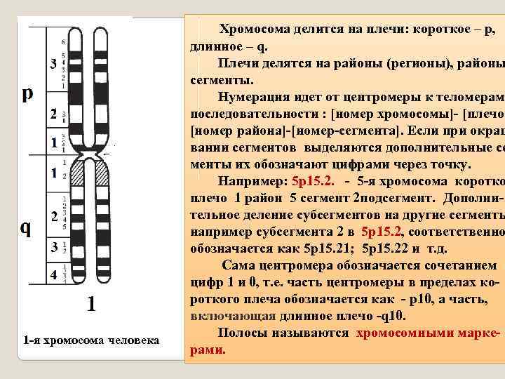 Местоположение генов в хромосоме. Схематическое строение хромосомы. Длинное плечо хромосомы. Сегменты хромосом. Короткое и длинное плечо хромосомы.