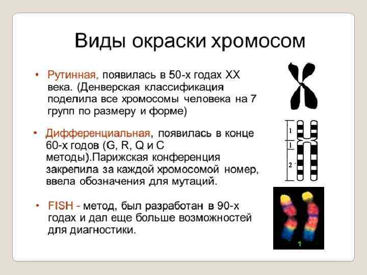 Генетический материал клетки