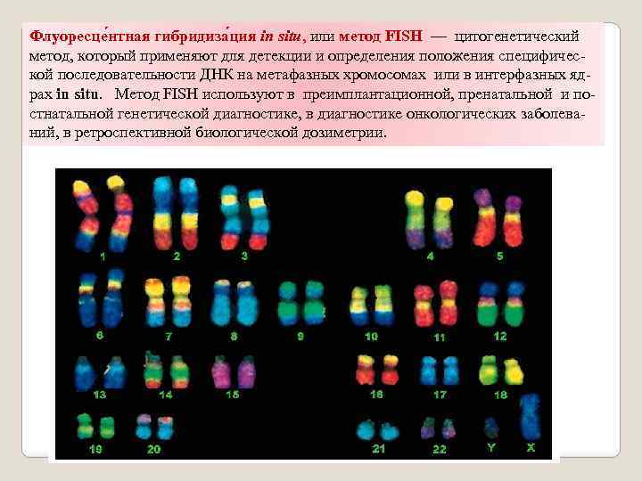 Флуоресце нтная гибридиза ция in situ, или метод FISH — цитогенетический метод, который применяют
