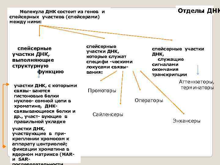 Отделы ДНК Молекула ДНК состоит из генов и спейсерных участков (спейсерами) между ними: спейсерные