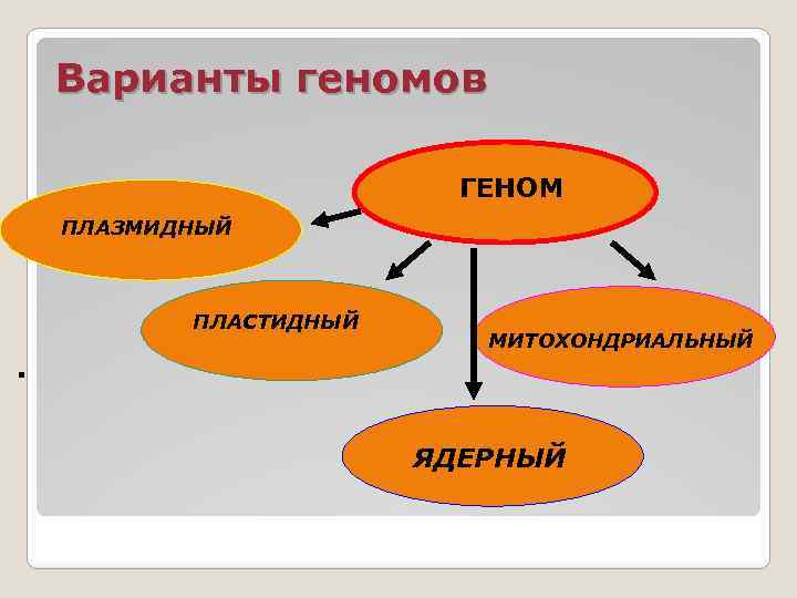 Варианты геномов ГЕНОМ ПЛАЗМИДНЫЙ ПЛАСТИДНЫЙ . МИТОХОНДРИАЛЬНЫЙ ЯДЕРНЫЙ 