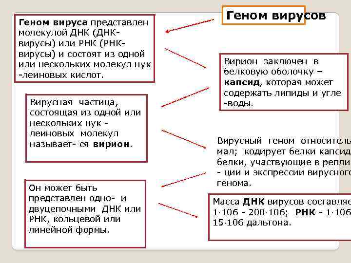 Геном вируса представлен молекулой ДНК (ДНКвирусы) или РНК (РНКвирусы) и состоят из одной или