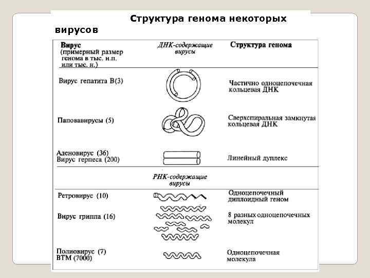 Геномная днк человека норма у мужчин