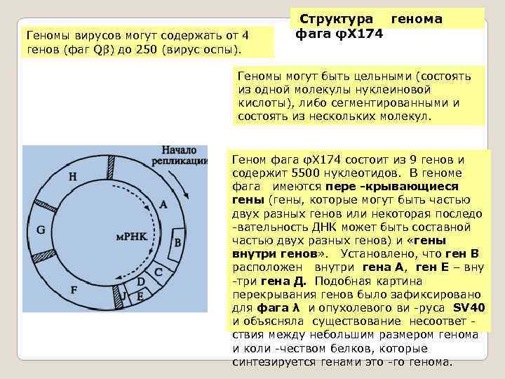 Ранние гены фага лямбда