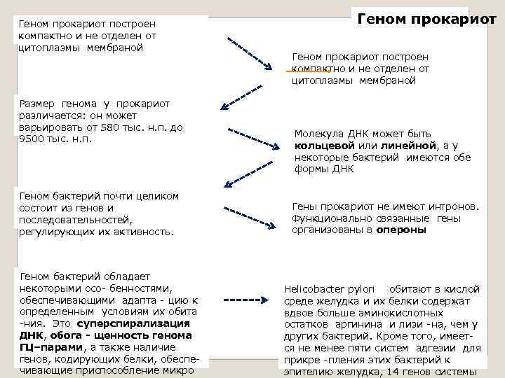 Геном прокариот построен компактно и не отделен от цитоплазмы мембраной Размер генома у прокариот