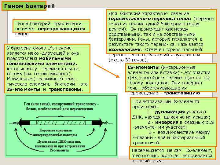 Геном бактерий практически не имеет перекрывающихся генов У бактерии около 1% генома является неко