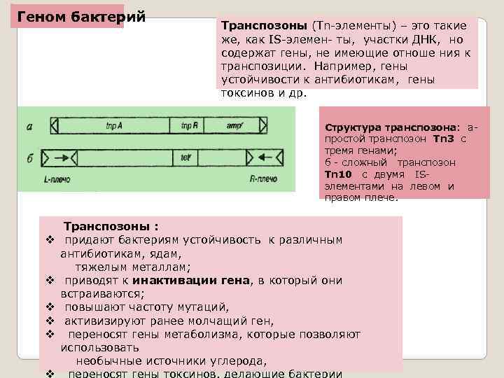 Геном бактерий Транспозоны (Тn-элементы) – это такие же, как IS-элемен- ты, участки ДНК, но
