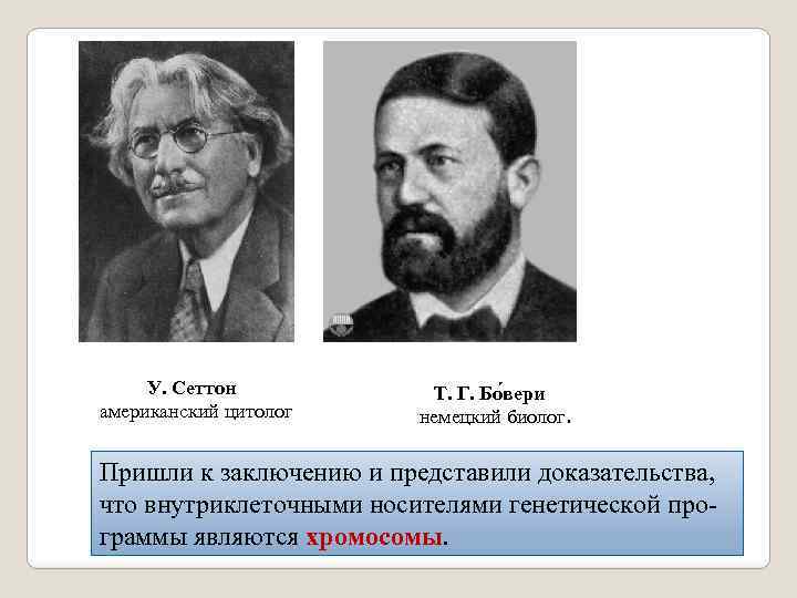  У. Сеттон американский цитолог Т. Г. Бо вери немецкий биолог. Пришли к заключению
