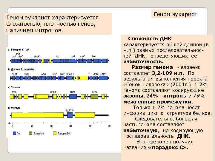 Интроны в генах эукариот