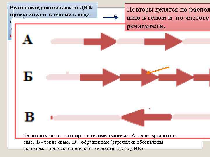 Если последовательности ДНК присутствуют в геноме в виде нескольких копий, то их называют повторяющимися